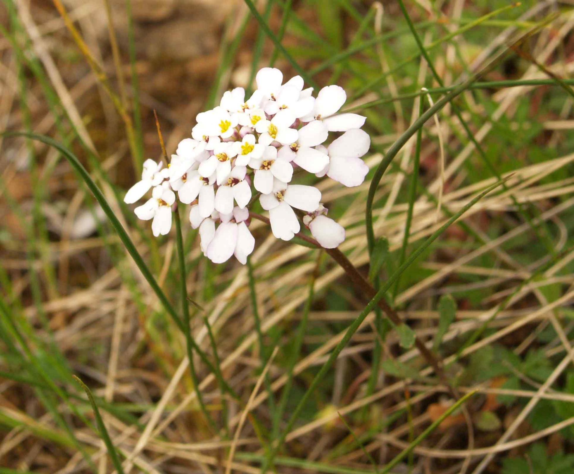 Candytuft, Annual flower